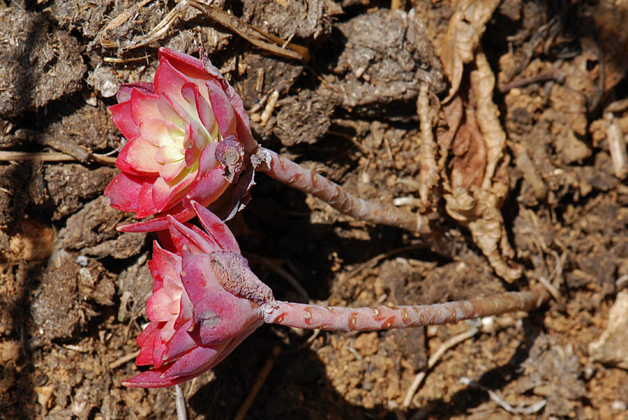 Sedum palmeri / Borracina di Palmer